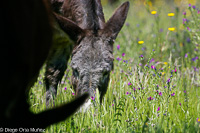 Burros