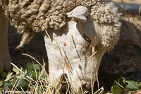 Ovejas