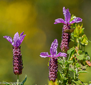 Lavanda