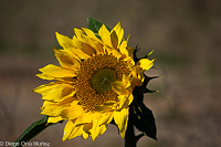 Girasol