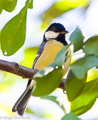 Parus caeruleus