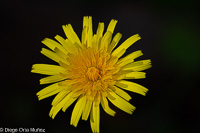 Calendula