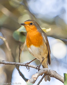 Erithacus rubecula