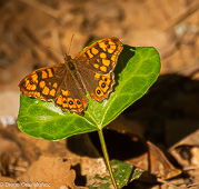 Mariposas