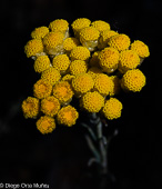 Siempre viva (Helichrysum stoechas)