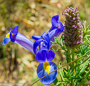 Iris xiphium
