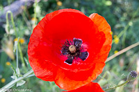 Papaver rhoeas