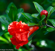 Granado (Punica granatum)