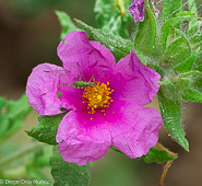 Cistus albidus