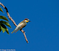 Abejaruco europeo