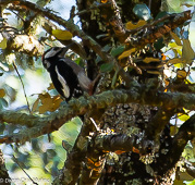 Dendrocopos major