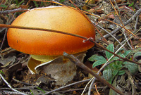 Amanita caesarea