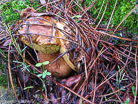 boletus