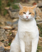 Gatos