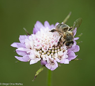 Abejas