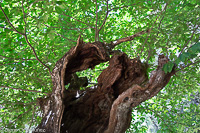 Arboles