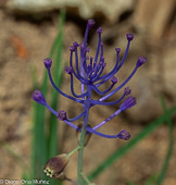 Muscari comosum