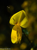 Coronilla