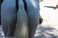 Caballos