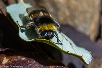 Abeja