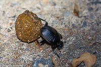 Escarabajo