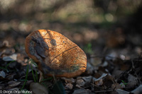 Lactarius deliciosus