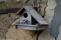 Nido