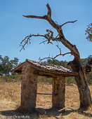 Cortelazor