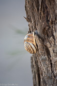 Caracol