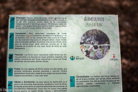 Alamo Blanco