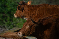 Toros