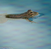 Ranas