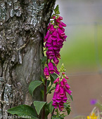 Dedalera