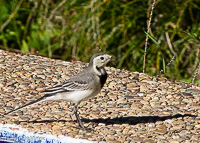 Motacilla alba
