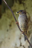 Gorrión común(Passer domesticus)