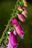 Dedalera (Digitalis purpurea)