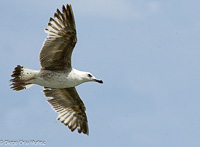 Gaviotas