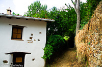 Calabacino